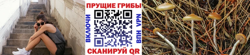 Купить Беломорск Псилоцибиновые грибы мицелий